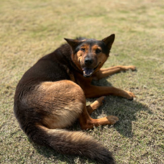 Dog Glamping