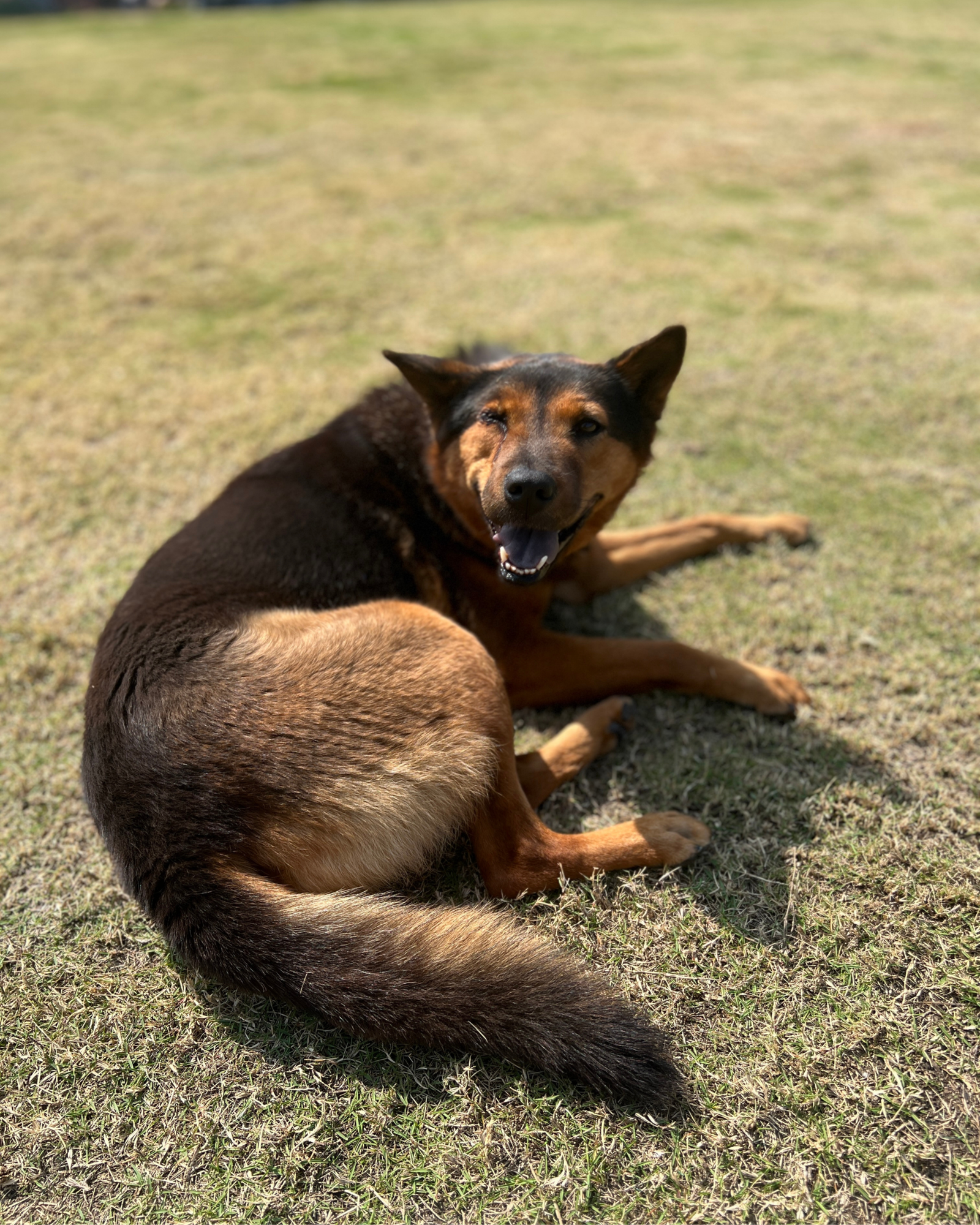 Dog Glamping